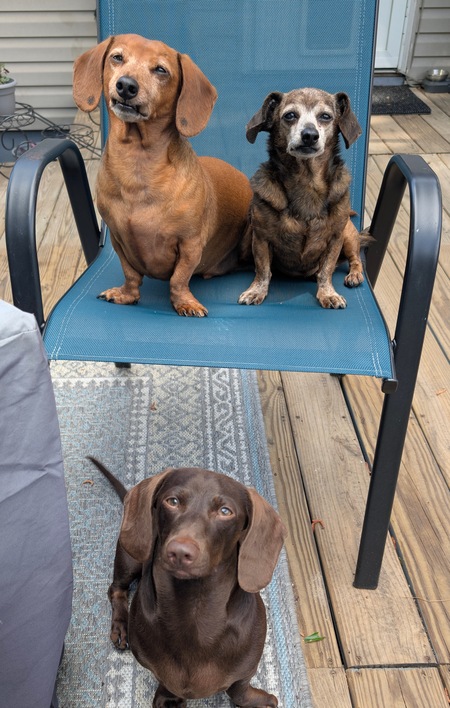 Entry image for Jasper, Wally, & Pretzel . Clicking this image will show a larger photo