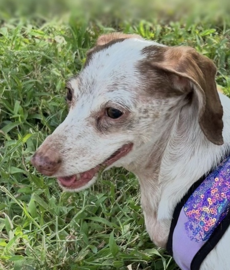 Entry image for Stretcheroux. Clicking this image will show a larger photo