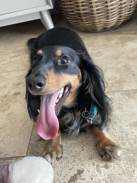 Entry image for Harrison Duckie. Clicking this image will show a larger photo