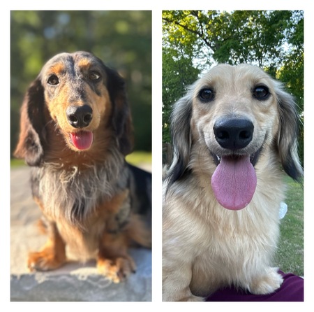 Entry image for Ziggy & Odie. Clicking this image will show a larger photo