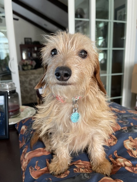 Entry image for Twinkie. Clicking this image will show a larger photo