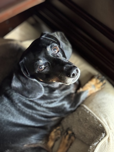 Entry image for Hope. Clicking this image will show a larger photo