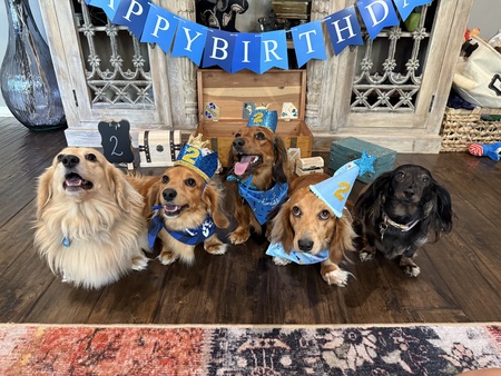 Entry image for Jasper, Cobalt, Onyx, Geode, Hazel. Clicking this image will show a larger photo