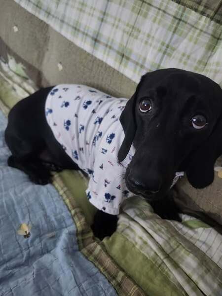 Entry image for Bruin . Clicking this image will show a larger photo