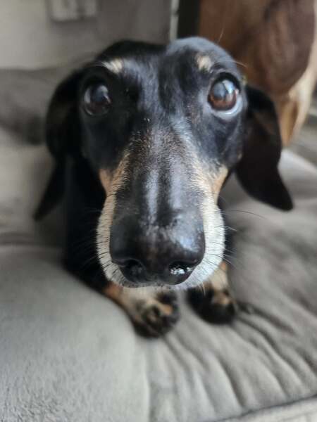 Entry image for Rocky . Clicking this image will show a larger photo