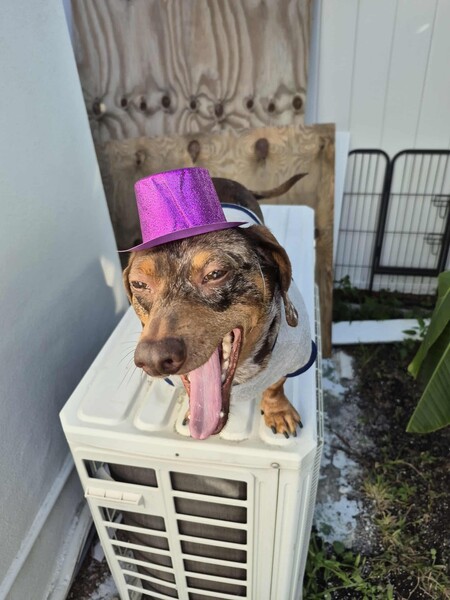 Entry image for Gussell. Clicking this image will show a larger photo