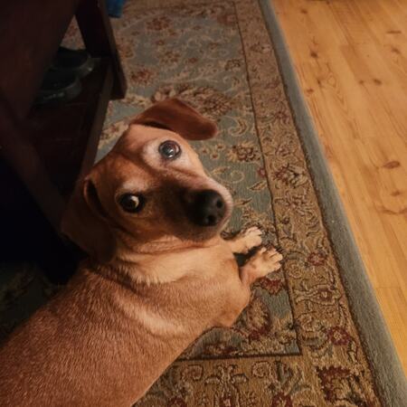 Entry image for Chester the Molester . Clicking this image will show a larger photo