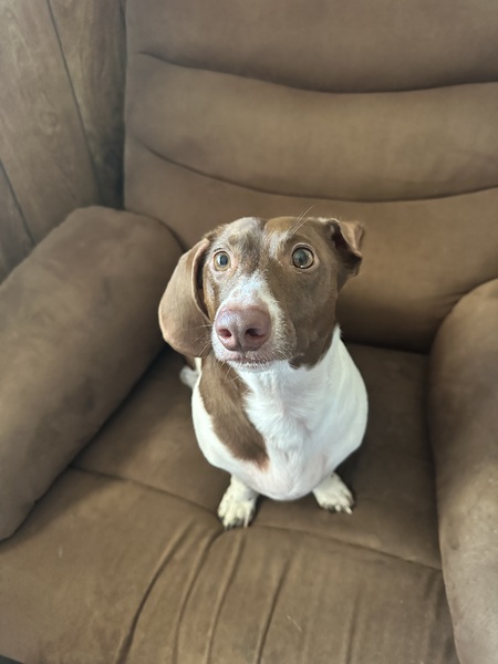 Entry image for Henry Louis . Clicking this image will show a larger photo