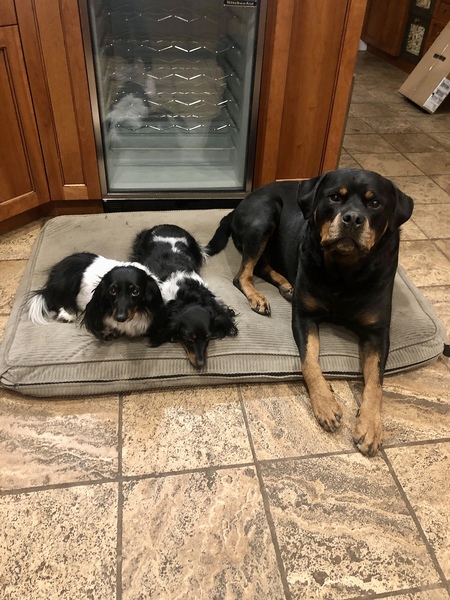 Entry image for Brooklyn, Eve, & Bear. Clicking this image will show a larger photo