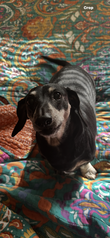 Entry image for Hansum Hank. Clicking this image will show a larger photo