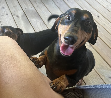 Entry image for Oliver. Clicking this image will show a larger photo