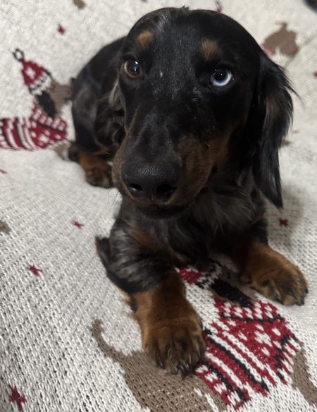 Entry image for Tobi. Clicking this image will show a larger photo