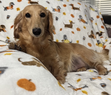 Entry image for Rosie . Clicking this image will show a larger photo