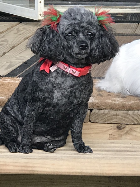 Entry image for Jasmine. Clicking this image will show a larger photo