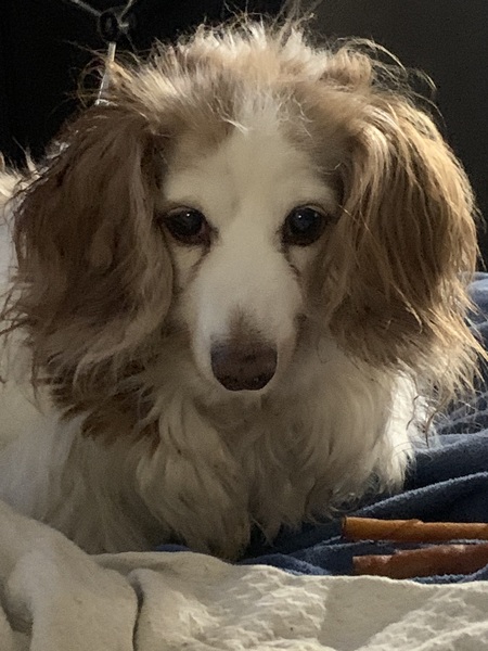 Entry image for Angel. Clicking this image will show a larger photo