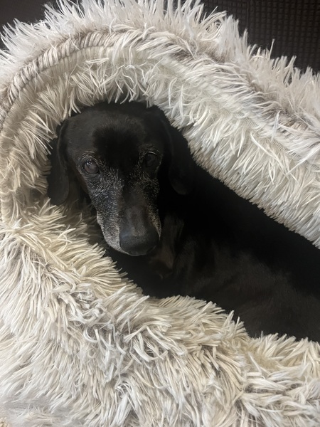 Entry image for Winston Churchill . Clicking this image will show a larger photo