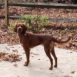 Entry image for Cinnamon