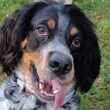 Entry image for Vito