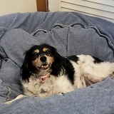 Entry image for Peanut