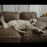 Entry image for Charlie 