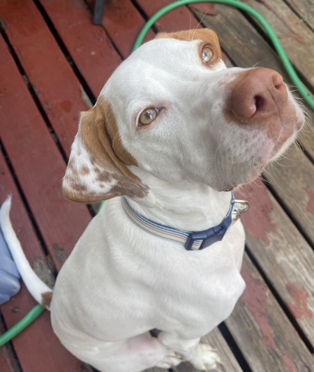 Oliver