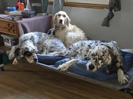Oakley, Bonnie, & Clyde