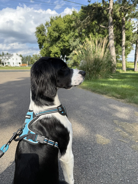 Rufus
