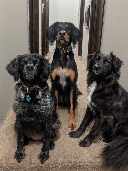 Entry image for Honorary English Setter Alumni . Clicking this image will show a larger photo