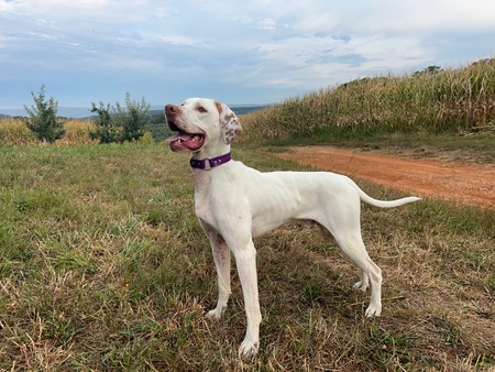 Entry image for Ghost. Clicking this image will show a larger photo