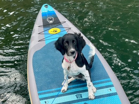 Entry image for Junebug . Clicking this image will show a larger photo