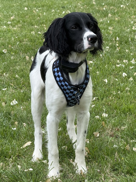 Entry image for Meatball. Clicking this image will show a larger photo