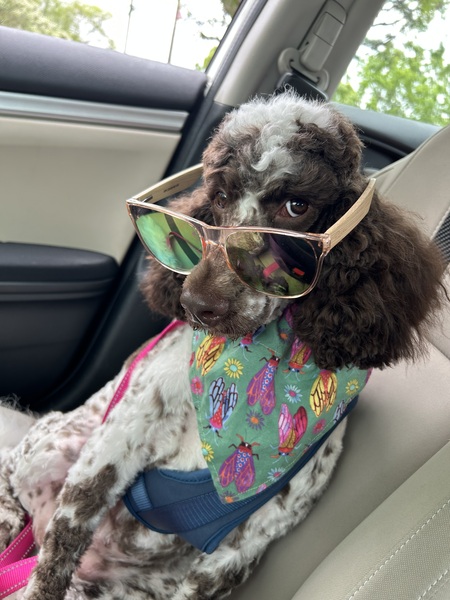 Entry image for Daphne. Clicking this image will show a larger photo