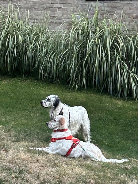 Entry image for Marco and Ana. Clicking this image will show a larger photo