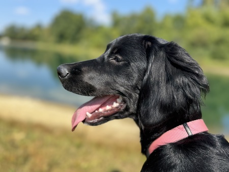 Entry image for Fig. Clicking this image will show a larger photo