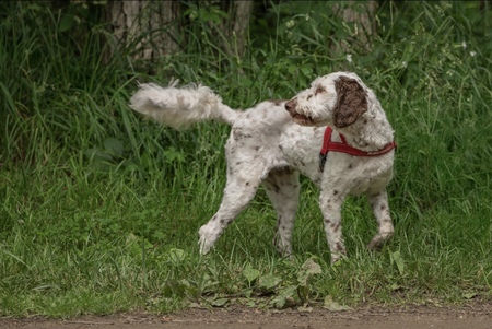 Entry image for Penny. Clicking this image will show a larger photo