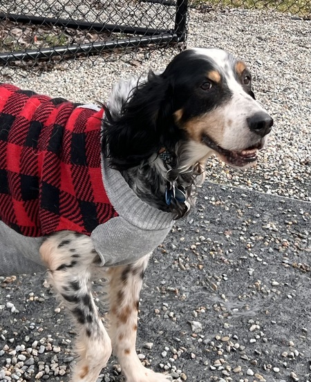 Entry image for Duke. Clicking this image will show a larger photo