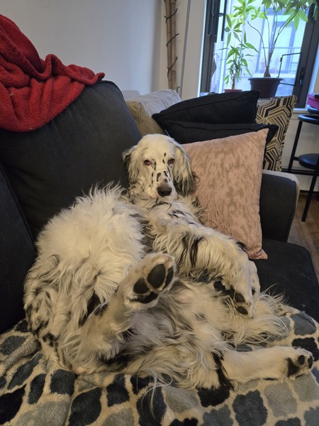 Entry image for Alfie Gutman. Clicking this image will show a larger photo