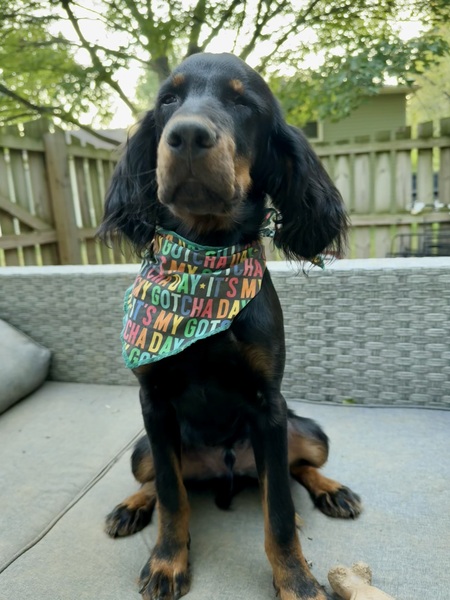 Entry image for Cheddar. Clicking this image will show a larger photo