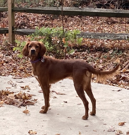Entry image for Cinnamon. Clicking this image will show a larger photo