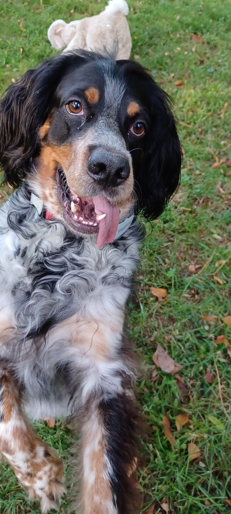 Entry image for Vito. Clicking this image will show a larger photo