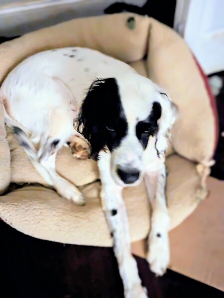 Entry image for Ralph. Clicking this image will show a larger photo