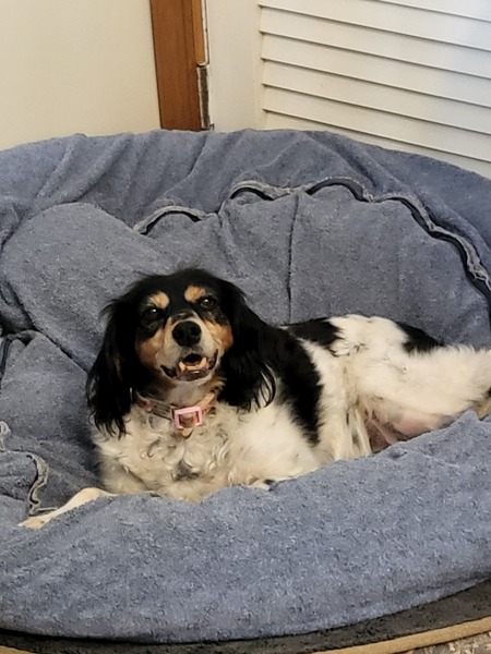 Entry image for Peanut. Clicking this image will show a larger photo