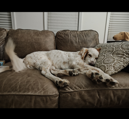 Entry image for Charlie . Clicking this image will show a larger photo