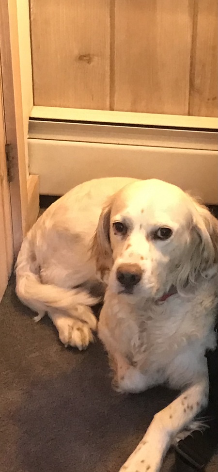 Entry image for Lucy. Clicking this image will show a larger photo