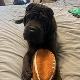 Entry image for Barkley