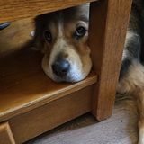 Entry image for Benny