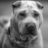 Entry image for Teddy