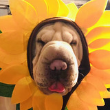 Entry image for Peanut
