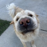 Entry image for Bobo (fka Nacho)