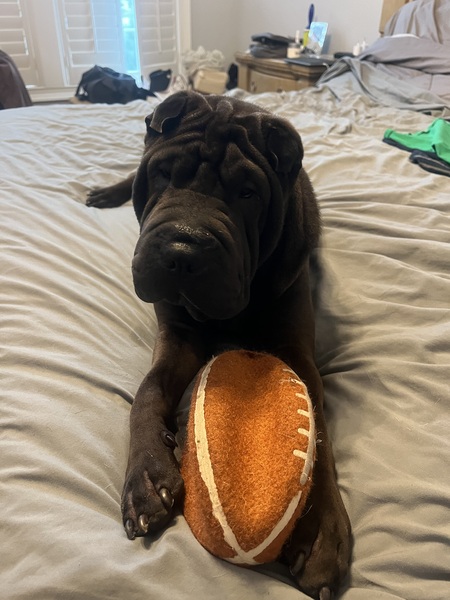 Entry image for Barkley. Clicking this image will show a larger photo
